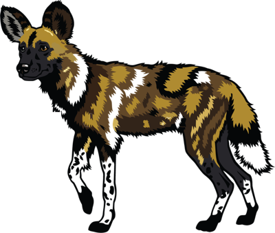 Painted Wolf